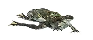 Male and female frog copulating, isolated on white