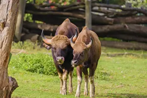 A male and a female Gaur (Bos gaurus gaurus) stand side by side on a green meadow