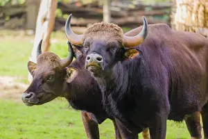 A male and a female Gaur (Bos gaurus gaurus) stand side by side on a green meadow
