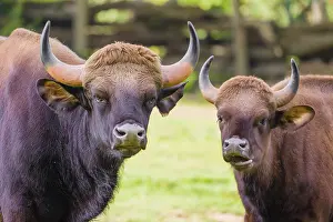 A male and a female Gaur (Bos gaurus gaurus) stand side by side on a green meadow