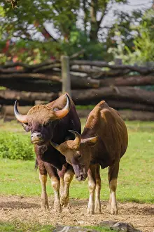 A male and a female Gaur (Bos gaurus gaurus) stand side by side on a green meadow