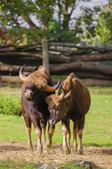A male and a female Gaur (Bos gaurus gaurus) stand side by side on a green meadow