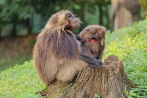A male and a female Gelada (Theropithecus gelada)