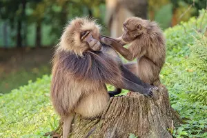 A male and a female Gelada (Theropithecus gelada)