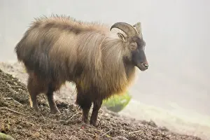 A male and a female Himalayan Tahr (Hemitragus jemlahicus) stand in the forest on a foggy day