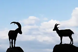 A male and female ibex (Capra ibex) stand facing each other on separate rocks