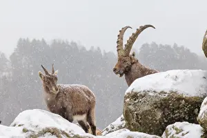 A male and a female ibex (Capra ibex) stand on a rock in the snowstorm