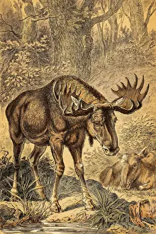 Male and female moose (Alces alces) or elk