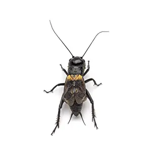 Male field cricket, isolated on white