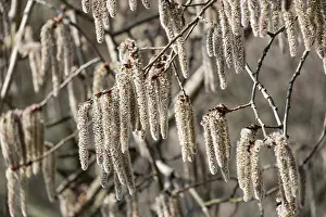 Male flowering aspen (Populus tremula)
