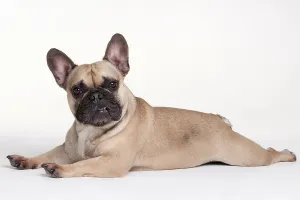 Male, French Bulldog