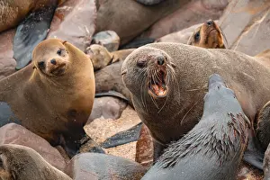 Male fur seals fighting for territory