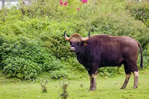 A male Gaur (Bos gaurus gaurus) stands on a green meadow