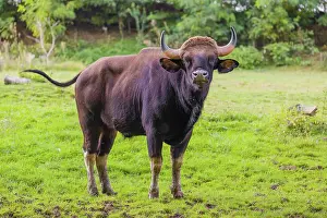 A male Gaur (Bos gaurus gaurus) stands on a green meadow