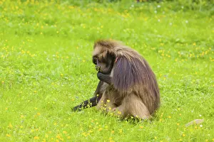 A male Gelada (Theropithecus gelada)