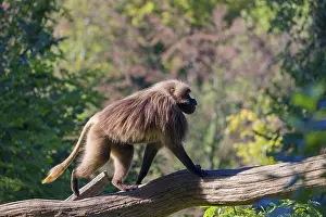 One male Gelada (Theropithecus gelada)