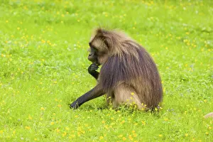 A male Gelada (Theropithecus gelada)