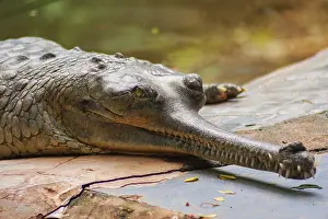 Male Gharial Crocodile crawling at Arignar Anna Zoological Park in Chennai
