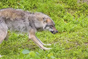 A male gray wolf (Canis lupus lupus) aggressively defends itself against a brown bear