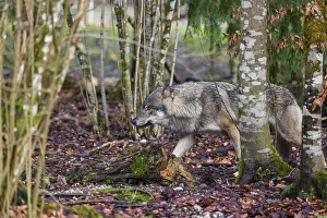 A male gray wolf (Canis lupus lupus) runs across a forest in low light