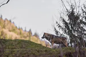 A male gray wolf (Canis lupus lupus) runs across a meadow on top of a hill