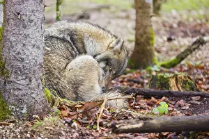 A male gray wolf (Canis lupus lupus) sits next to a tree in a forest and grooms himself