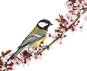 Male great tit perched on a flowering branch