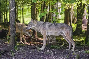 A male grey wolf (Canis lupus lupus)