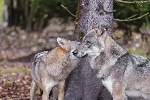 A male grey wolf (Canis lupus lupus) meets with one of his pups at the edge of the forest