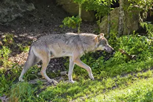 A male grey wolf (Canis lupus lupus) walks past his den in the forest on a sunny day