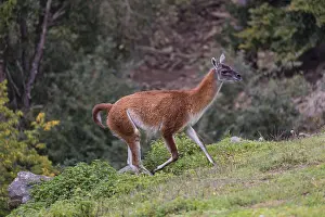 One male guanaco (Lama guanicoe) walks over steep terrain
