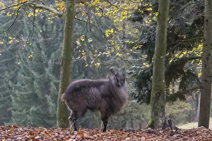 One male Himalayan Tahr (Hemitragus jemlahicus) standing in a forest