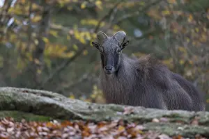 One male Himalayan Tahr (Hemitragus jemlahicus) standing in a forest