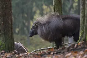 One male Himalayan Tahr (Hemitragus jemlahicus) standing in a forest