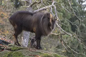 One male Himalayan Tahr (Hemitragus jemlahicus) standing in a forest