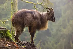 A male Himalayan Tahr (Hemitragus jemlahicus) stands in the forest on a foggy day