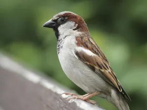 Male House Sparrow (Passer domesticus) sitting on a fence
