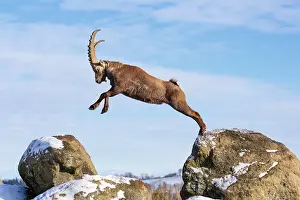 A male ibex (Capra ibex) jumps from rock to rock