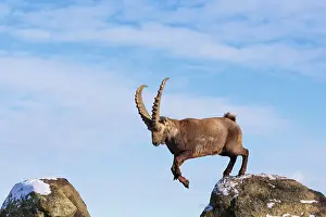 A male ibex (Capra ibex) jumps from rock to rock