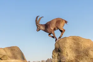 A male ibex (Capra ibex) leaps from rock to rock in the warm evening light