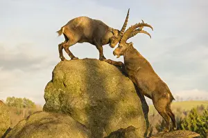 Two male ibex (Capra ibex) playing on a rock in the last light of the day