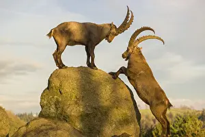 Two male ibex (Capra ibex) playing on a rock in the last light of the day