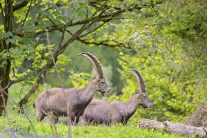 Two male ibex (Capra ibex) stand on a hill at the edge of the forest in soft lighting