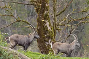 Two male ibex (Capra ibex) standing on a cloudy day on a green meadow on top of a hill