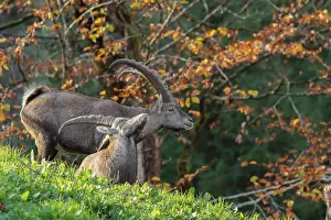 Two male ibex (Capra ibex) standing on a green meadow in bright sunlight