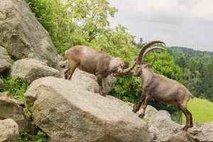 Two male ibex (Capra ibex) are standing on a rock and playfully fighting