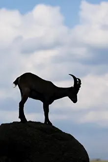 A male ibex (Capra ibex) stands on a rock