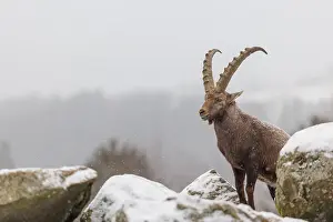 A male ibex (Capra ibex) stands on a rock in the snowstorm