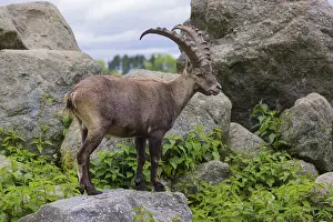 One male ibex (Capra ibex) stands on rocks