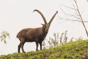 A male ibex (Capra ibex) walks across a green meadow on a cloudy day